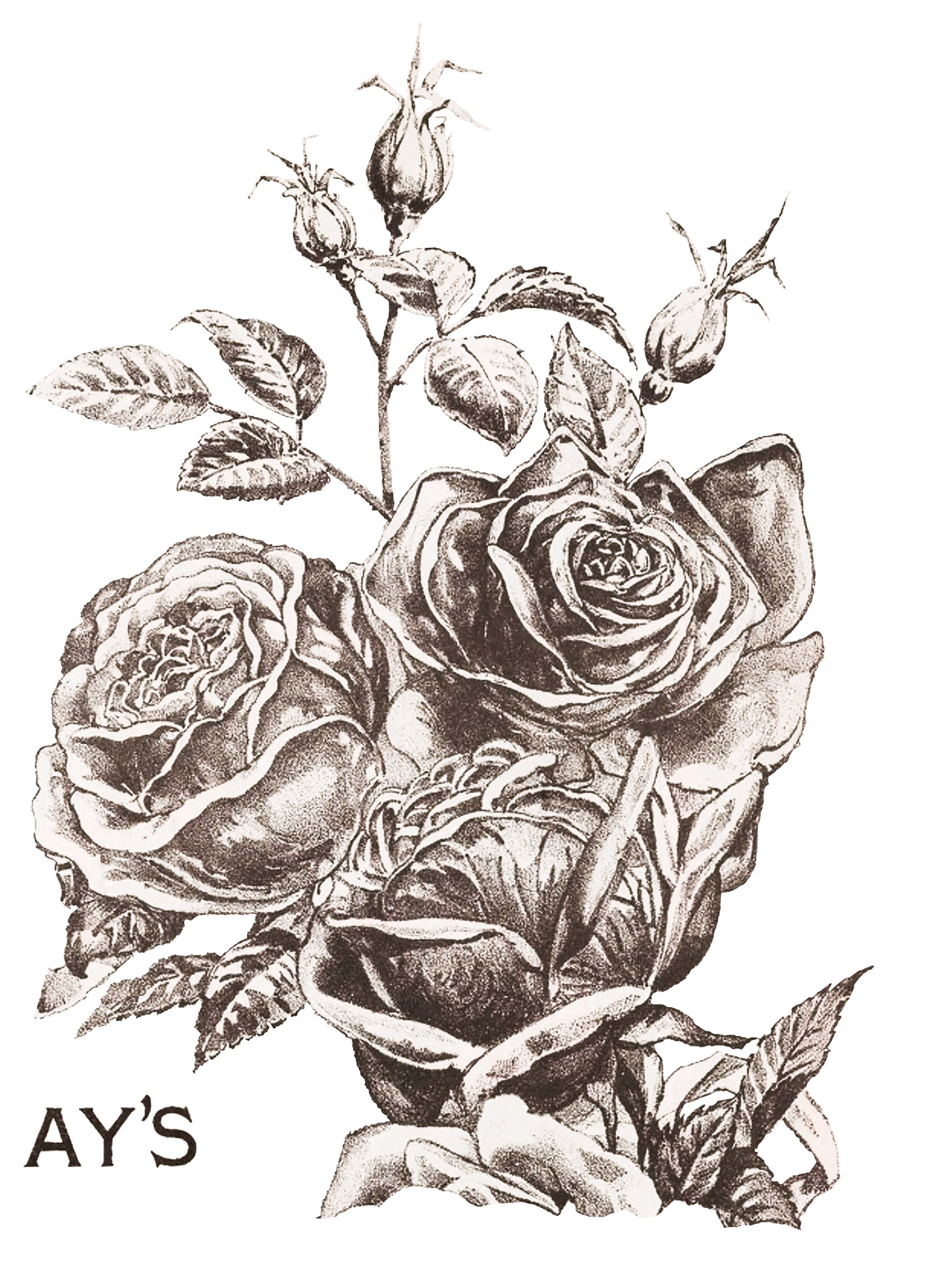 May's Roses IOD Transfer 12x16 Pad