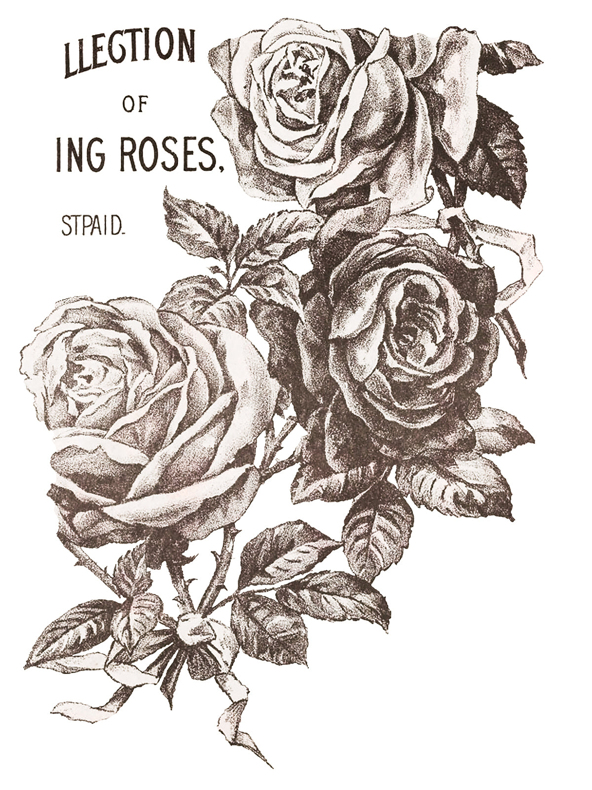 May's Roses IOD Transfer 12x16 Pad