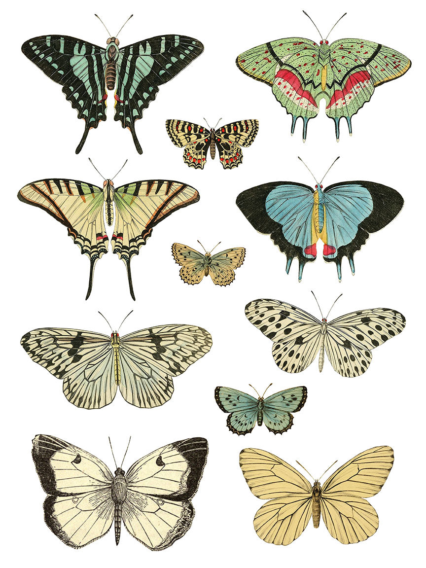Entomology Etcetera IOD Transfer 12x16 Pad