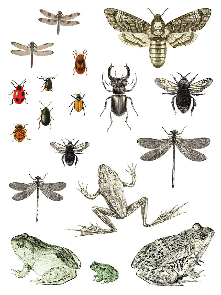 Entomology Etcetera IOD Transfer 12x16 Pad