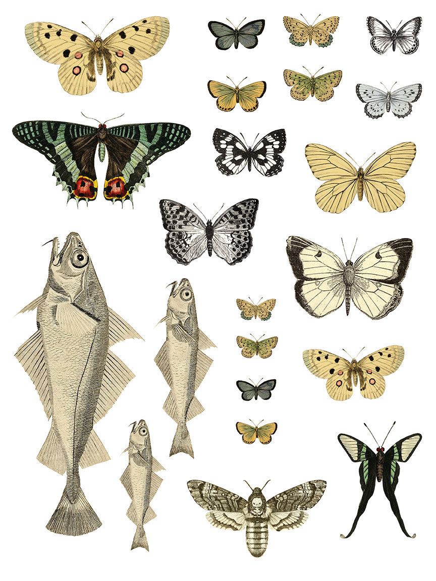 Entomology Etcetera IOD Transfer 12x16 Pad