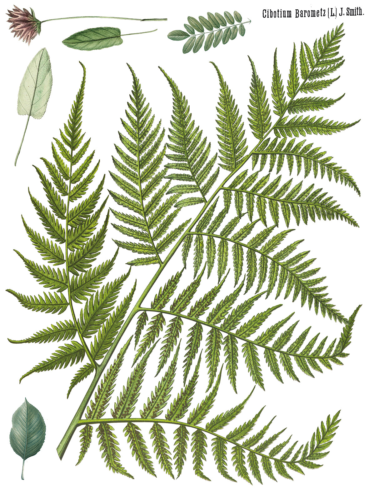 Fronds Botanical IOD Transfer 12x16 Pad