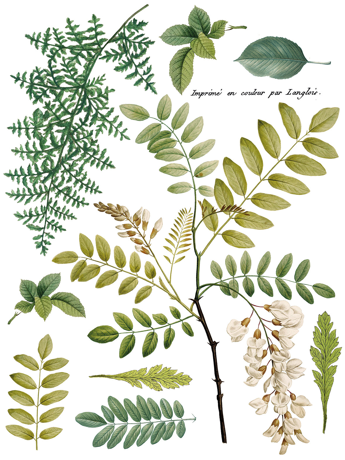 Fronds Botanical IOD Transfer 12x16 Pad