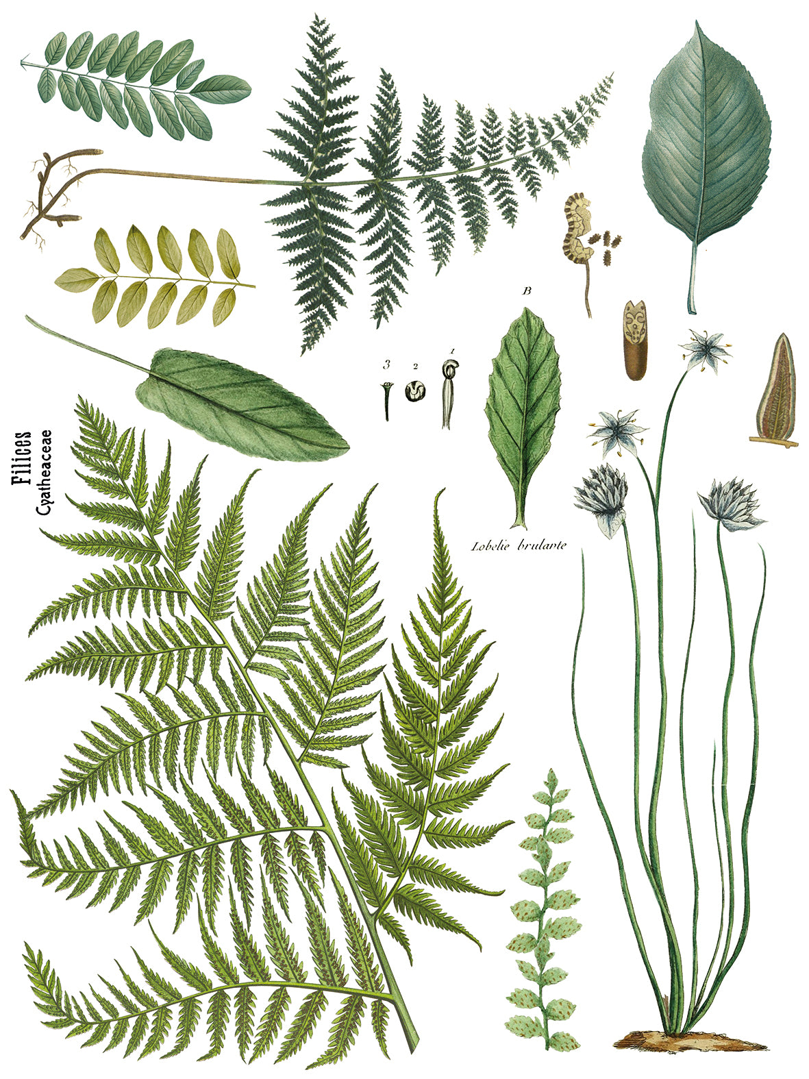 Fronds Botanical IOD Transfer 12x16 Pad