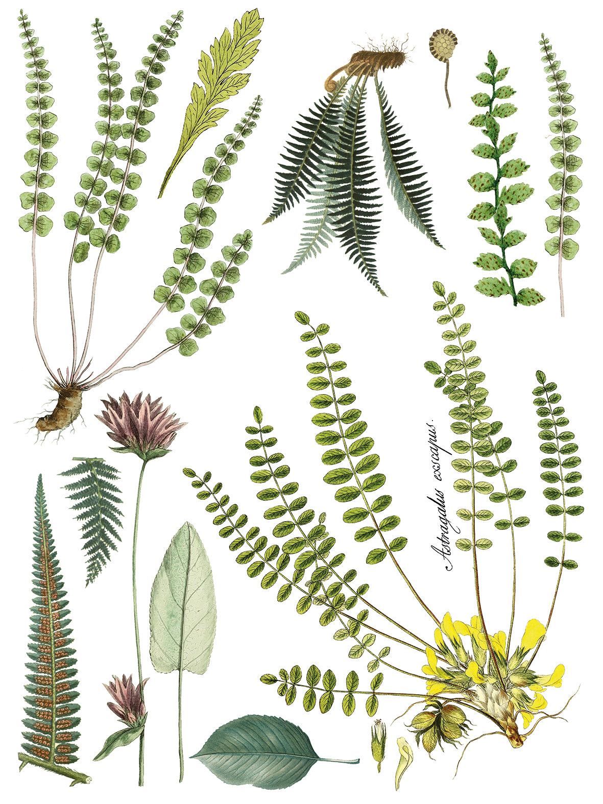 Fronds Botanical IOD Transfer 12x16 Pad