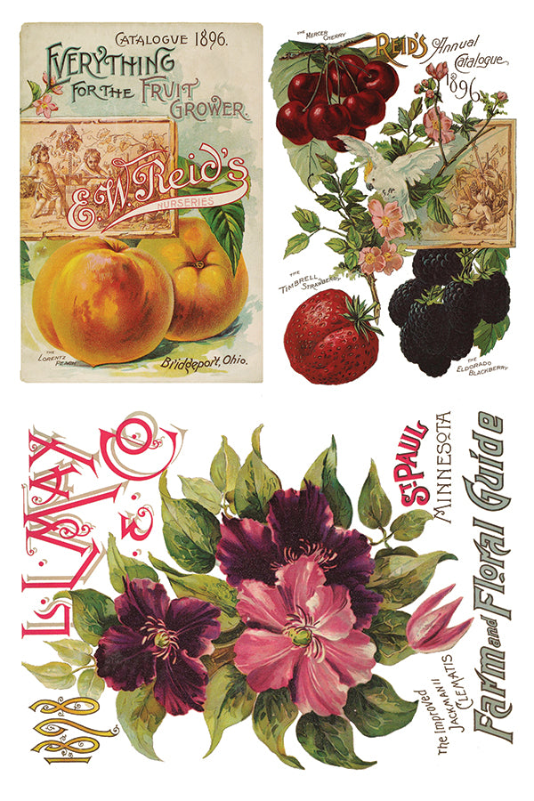 Seed Catalogue IOD Transfer 8x12 Pad