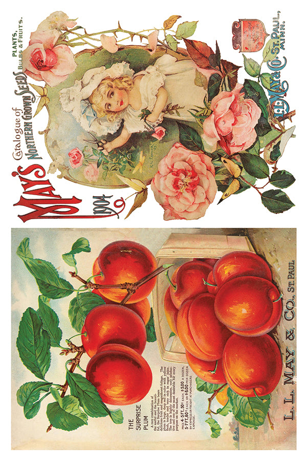 Seed Catalogue IOD Transfer 8x12 Pad