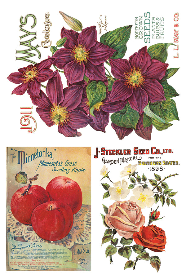 Seed Catalogue IOD Transfer 8x12 Pad