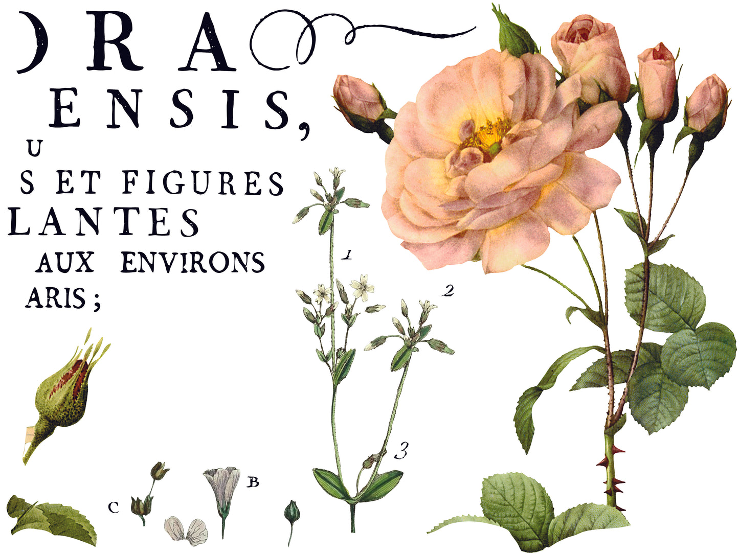 Flora Parisiensis IOD Transfer 12x16 Pad