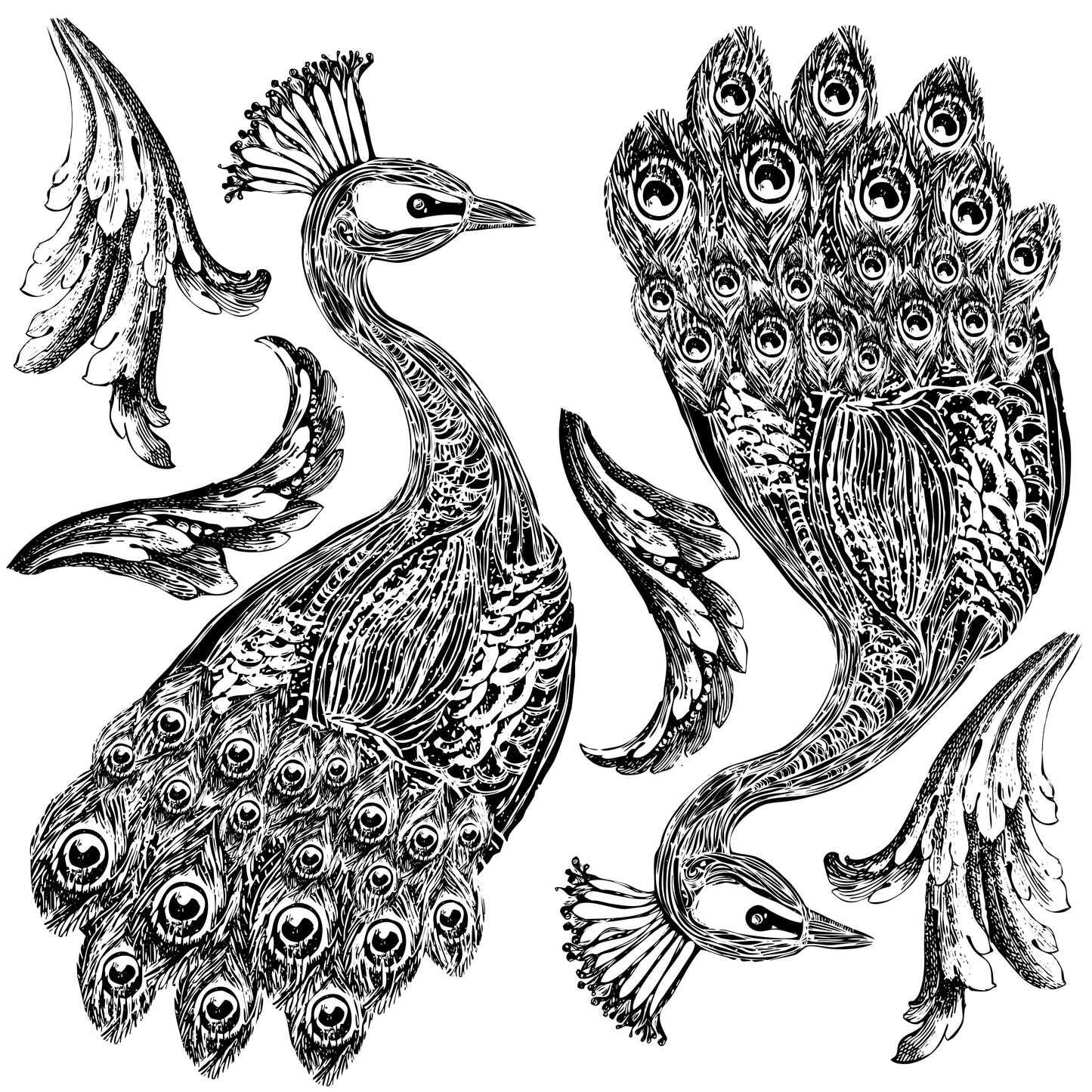 Pavo 12x12 Decor Stamp