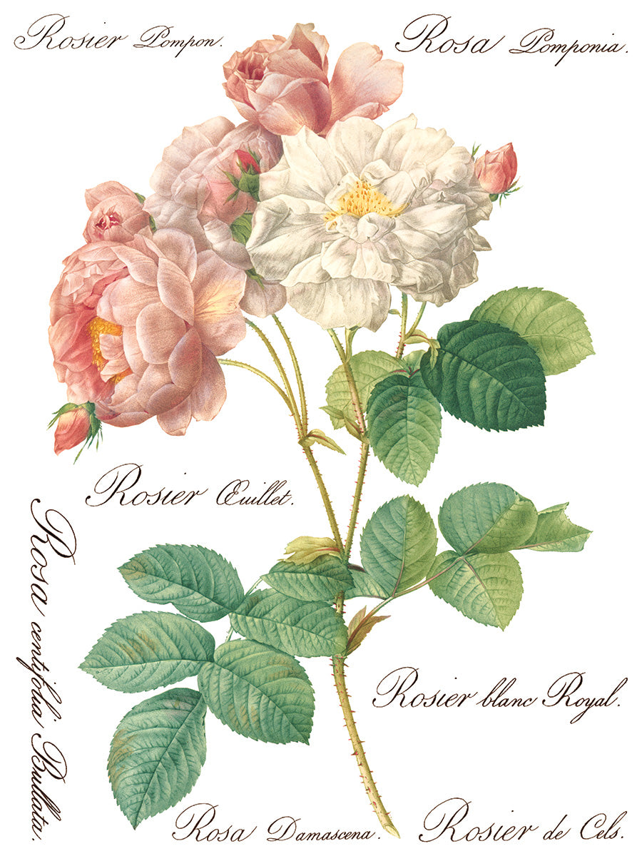 Rose Botanicum Rose Botanical IOD Transfer 12x16 Pad™ – IOD Public
