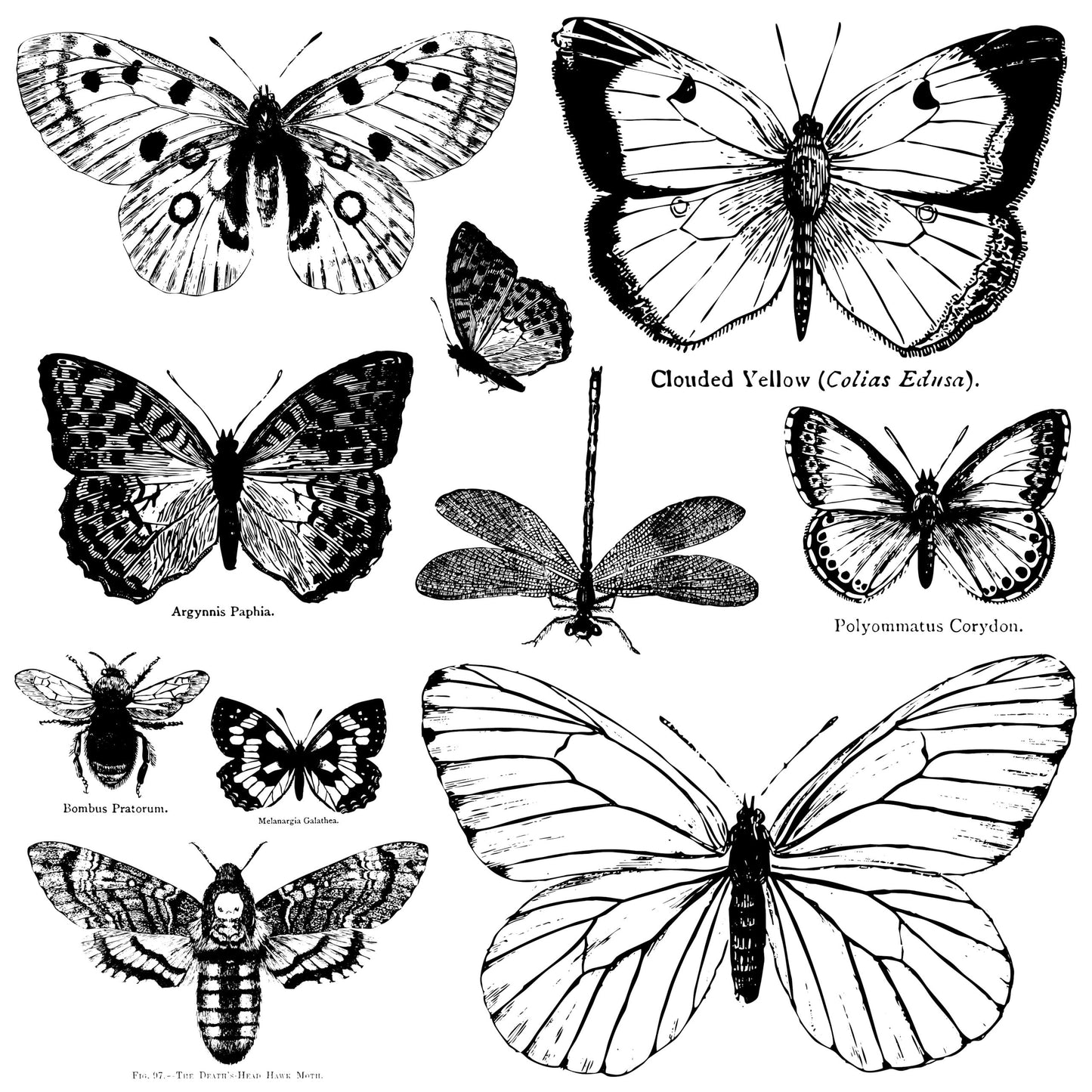 Butterflies 12x12 Decor Stamp